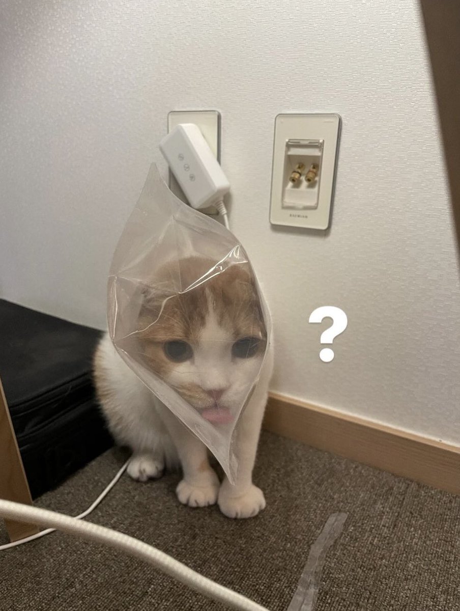 wheeix's tweet photo. ggomo, what did your butler do to you 😭 https://t.co/ZW13DJRuZ4