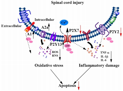 #spinalcordinjury #purinergicreceptor #neuralrepair #neuralregeneration
The role of purinergic receptors in neural repair and regeneration after spinal cord injury
journals.lww.com/nrronline/full…