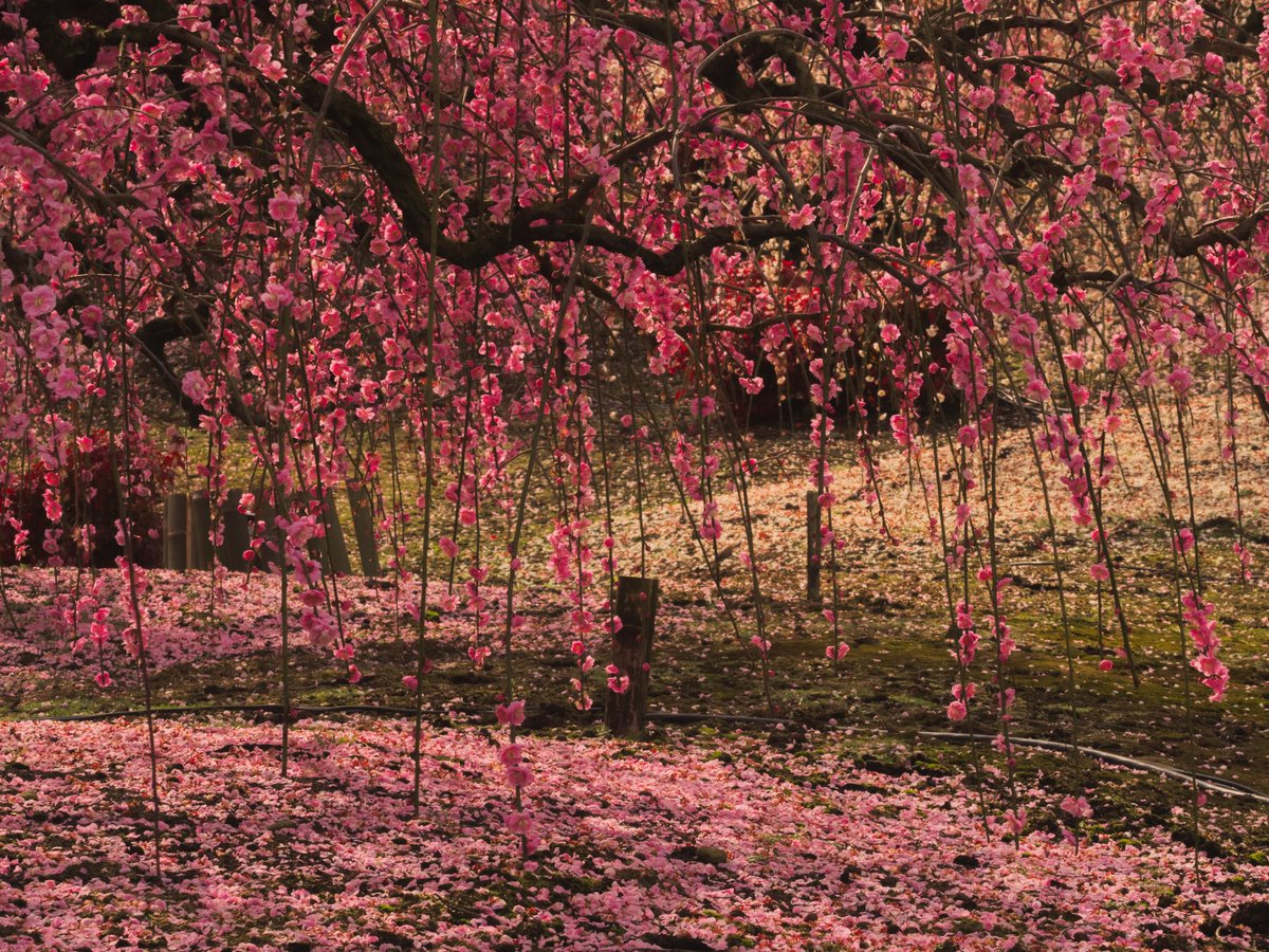 鈴鹿の森庭園　梅の花
#写真で伝える私の世界
#自然
#写真好きな人と繋がりたい
#風景写真好きな人と繋がりたい
#花が好きな人と繋がりたい
#flowers
#mst_flora
#wp_flower
#花の写真
#私の花の写真
#花まっぷ
#花
 #ＴＬを花でいっぱいにしよう