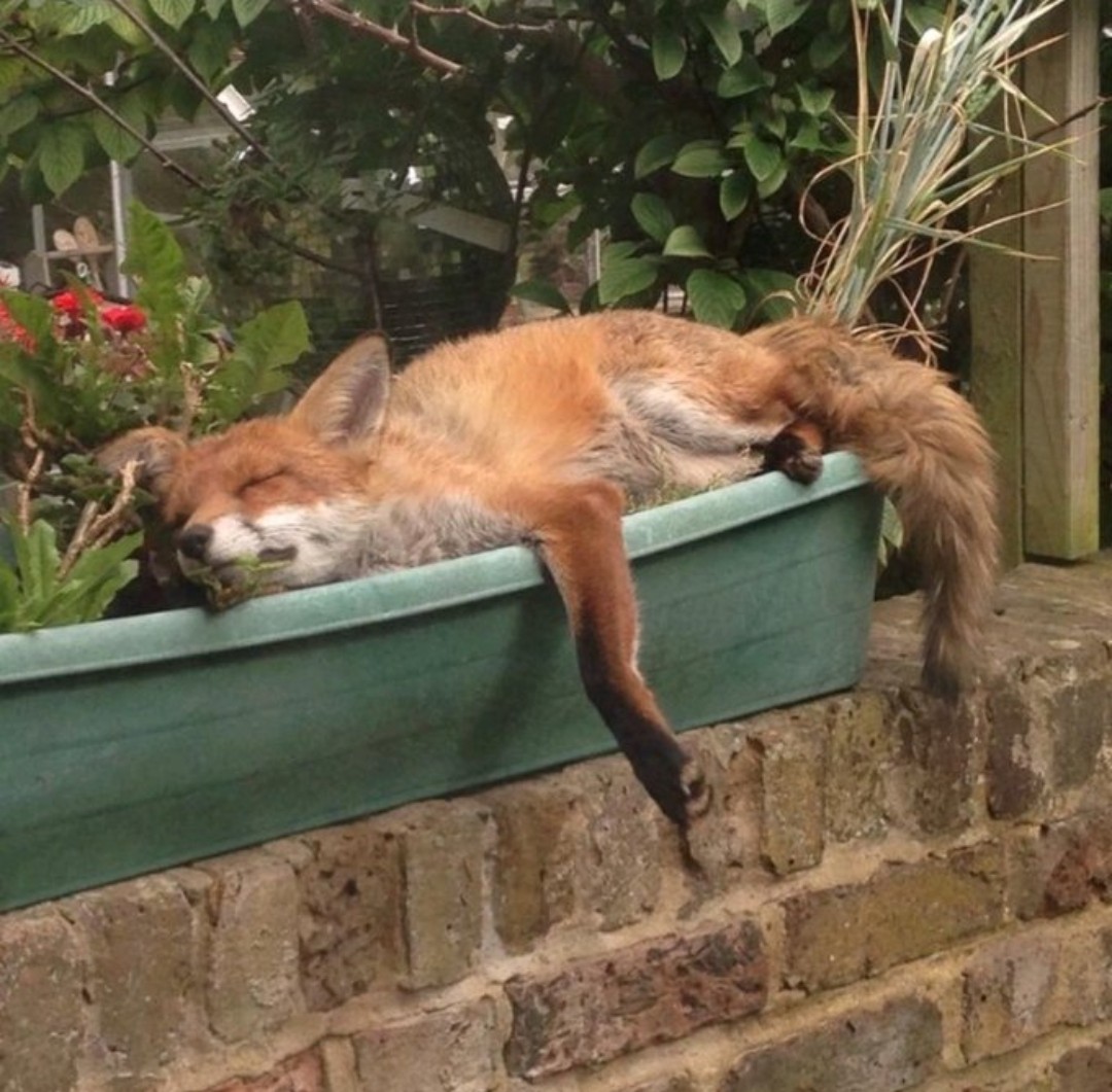 I planted some Fox yesterday. I hope it grows as well as last year's.