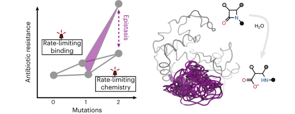 🚨paper alert🚨 #Epistasis makes combining mutations unpredictable.🤷 This complicates #enzymedesign and predicting the effect of mutations.⁉️ Through in-depth evolutionary analysis, we recently uncovered an underappreciated mechanism for epistasis.🧬♻️🔍 nature.com/articles/s4192…