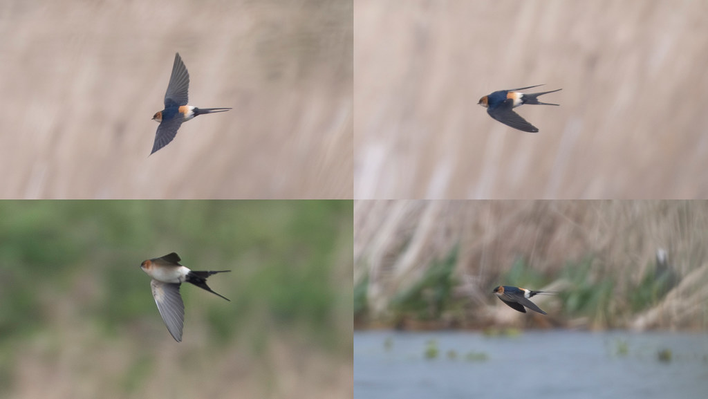 Red-rumped Swallow at Marton Mere, Blackpool yesterday. Another great find by Tony Sharples. The 2nd Fylde record of Red-rumped Swallow following the first twenty years ago in April 2004, also at the Mere! See: flickr.com/photos/fyldebi… Yesterday's photo by @paul_ellis24