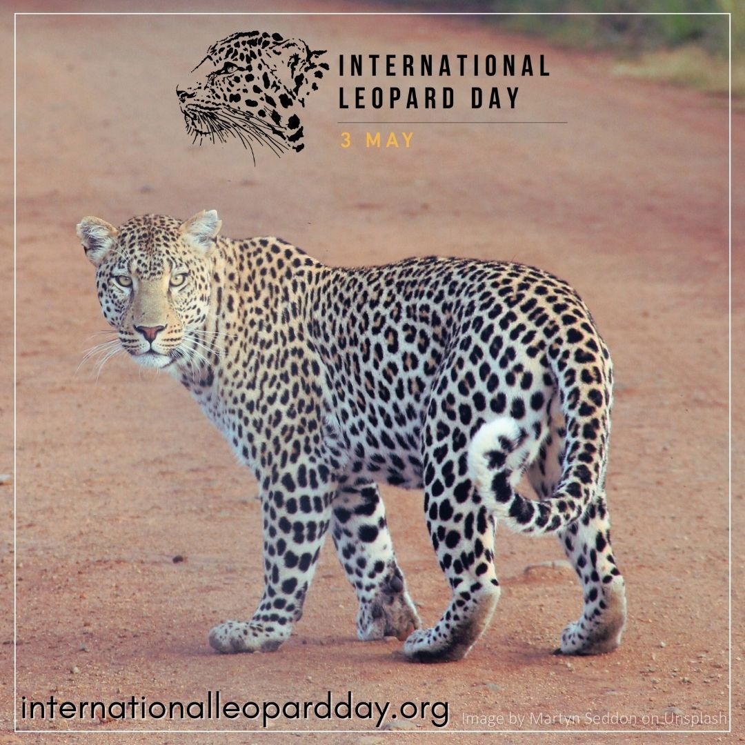 #InternationalLeopardDay is around the corner! Celebrate by planning some special #leopard-inspired events for 3 May- see ideas at internationalleopardday.org 
Tag @LeopardConf in your posts &spread some leopard love on your socials with #LoveLeopards & #ForTheLoveOfLeopards 🐆🐾