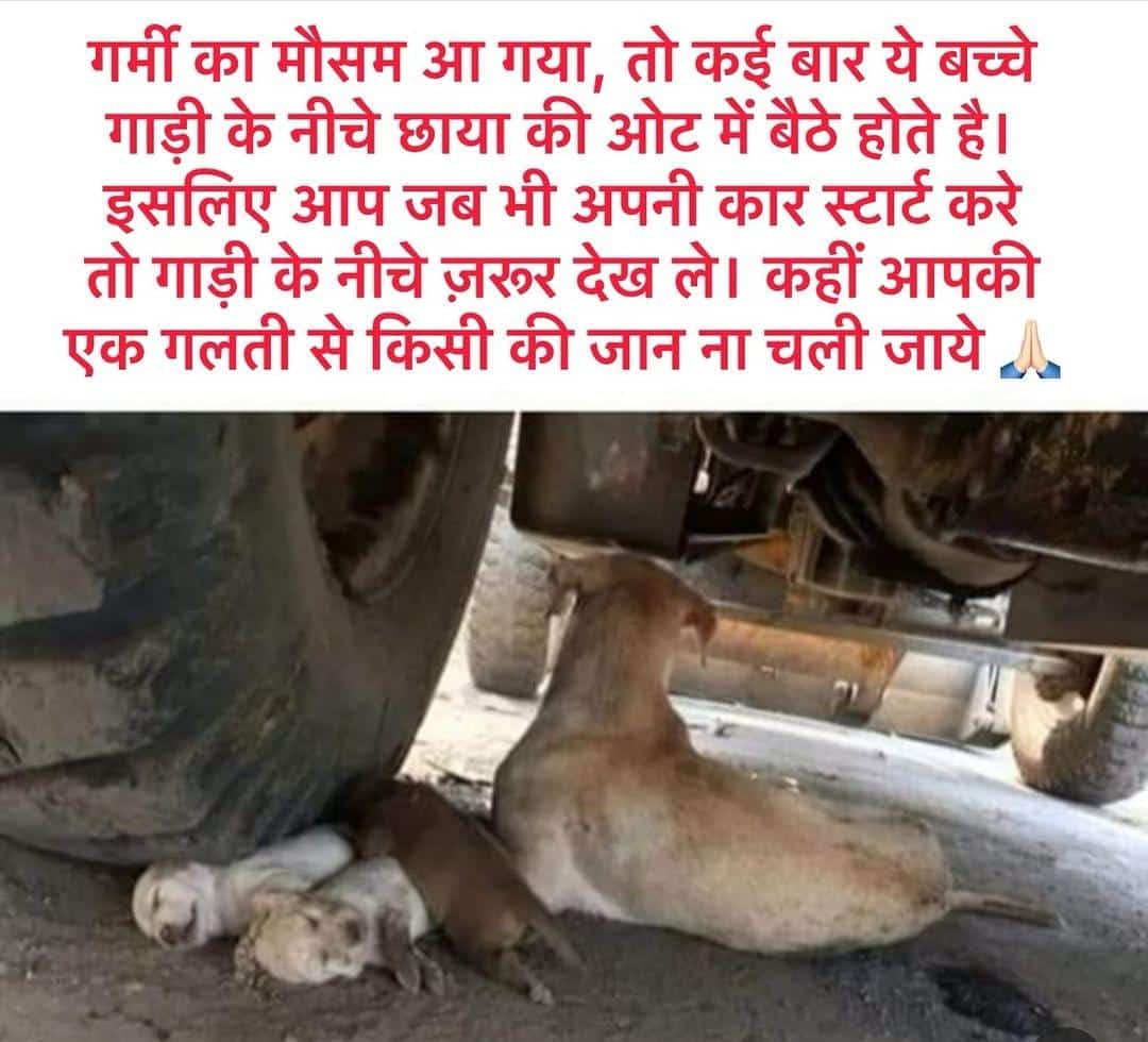 teamapla's tweet photo. #homelessdog #india #animallovers #saveanimals #animal #doggo #street #dontshopadopt #doglove #dogsworld #dogtraining #photography #thaidog #streetdogsofinstagram #puppies #hundeliebe #straydogsofinstagram #bekindtoanimals #k #happydog #cutedog #features https://t.co/a0Yt75f9R0