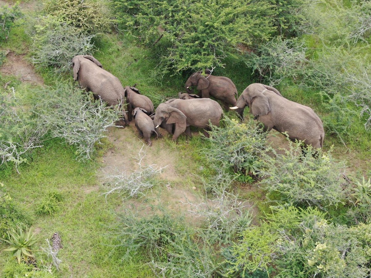 elise tempelhoff (@elisetempelhoff) on Twitter photo Some of the 45 #Mawana #elephants some people want to be killed. They are free roaming, but officials want them to be fenced in or killed β¦<a href="/Desiree_Laverne/">Desiree_Laverne</a>β© β¦<a href="/ExposeLion/">LionExpose!</a>β© <a href="/grantFowlds/">Grant Fowlds</a> ππ Some of the 45 #Mawana #elephants some people want to be killed. They are free roaming, but officials want them to be fenced in or killed β¦<a href="/Desiree_Laverne/">Desiree_Laverne</a>β© β¦<a href="/ExposeLion/">LionExpose!</a>β© <a href="/grantFowlds/">Grant Fowlds</a> ππ