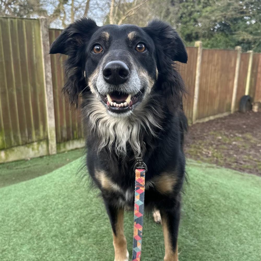 Today's featured guest is Chase - he is seven years old and is housetrained, knows basic commands and travels well. If you would like to know more about Chase, or any of our guests our website has all the details. bordercollietrustgb.org.uk/rehoming #adoptdontshop #rescuedog #bordercollie