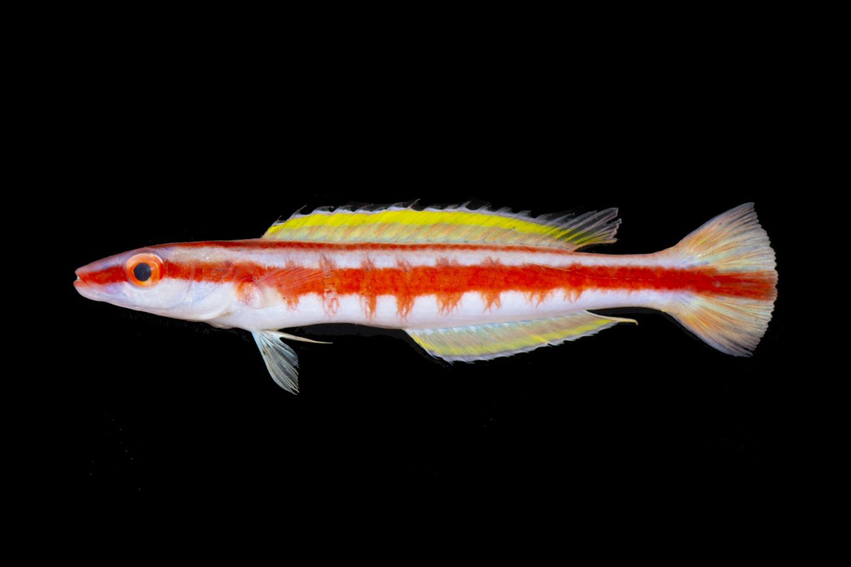 Terelabrus is a genus comprising small, unusually slender wrasses. There are only 5 recognised species, spread across the entire Indo-Pacific region, to as far east as French Polynesia. All the species are confined to deep or very deep reefs in excess of 100 m.