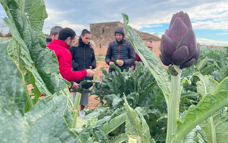 🧑‍🌾 BASF Nunhems y @AmetllerOrigen unen sus fuerzas para crear #Carxofans, un proyecto que busca impulsar el consumo de la #alcachofa mediante la mejora de su calidad y la introducción de nuevas variedades. 🥬 Más info: bit.ly/4ak4bi0