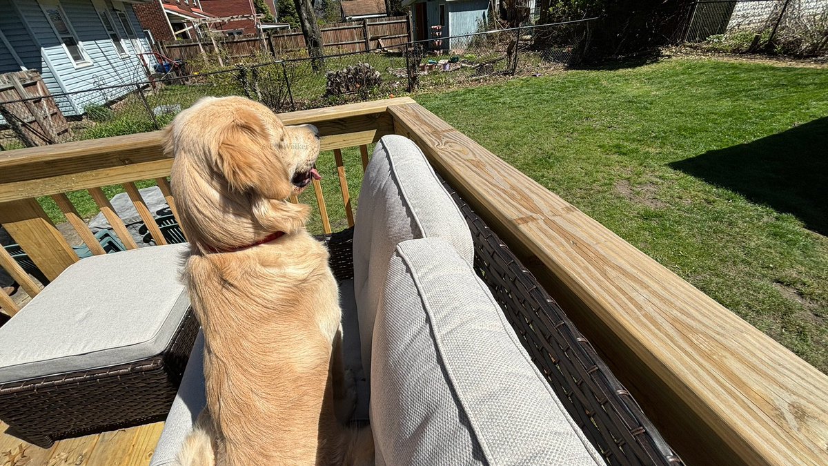 On today’s episode of WHATS THAT OVER THERE, I ask the simple question, “…what’s that over there?” Tune in next time for another episode of WHATS THAT OVER THERE!!!! #InquiringMindsWantToKnow #CliffHanger

#DogsOfTwitter #GoldenRetrievers