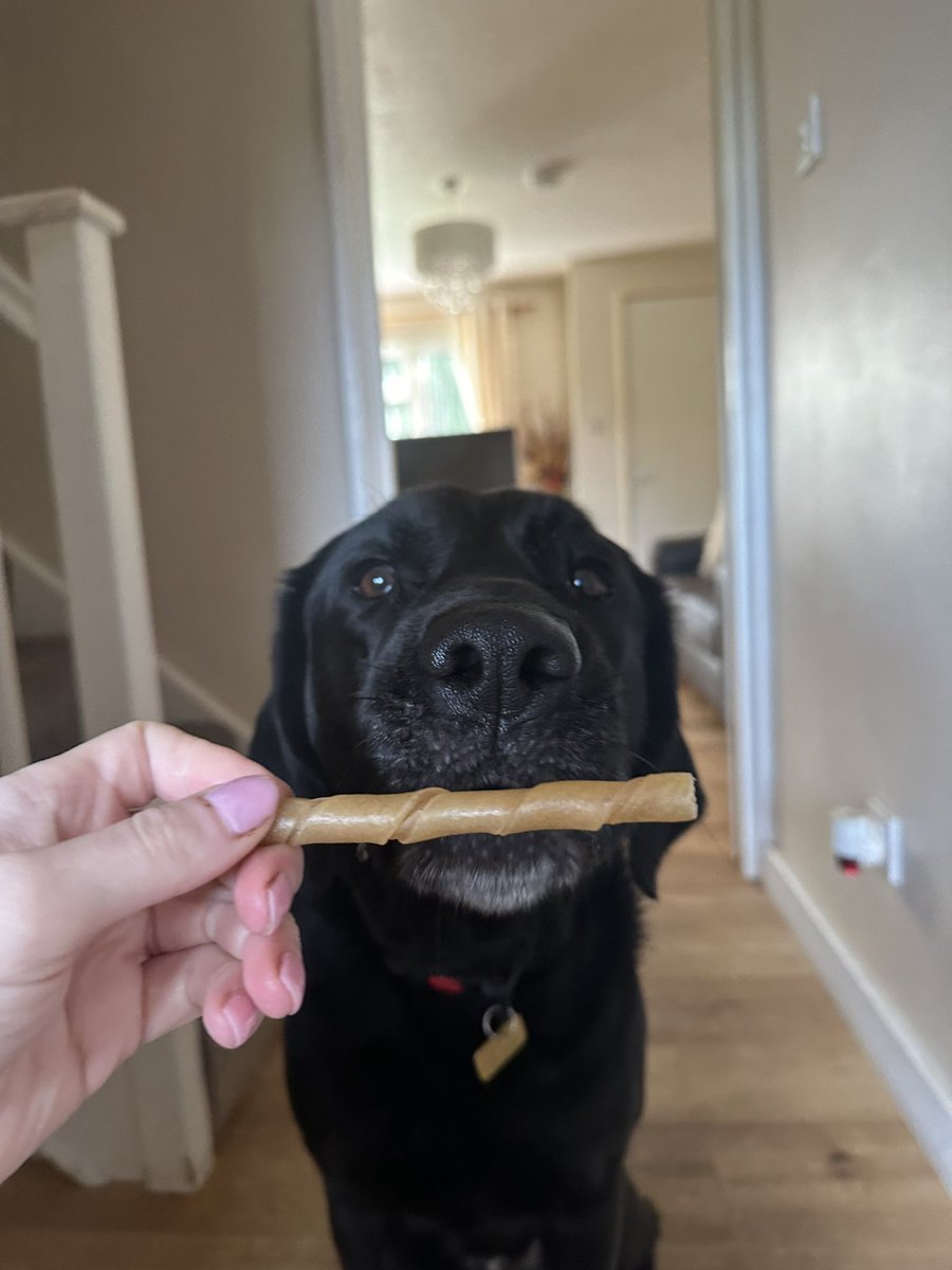 MyLensUK's tweet photo. 🐾 #GuideDogDiary 🐾
Waggin' my way through the week! Mummy says I've been a media superstar, so it's time for a well-deserved treat. Enjoy this paw-some pic of me living my best life! Happy #Wednesday.
#GuideDogLife #GoodDog https://t.co/bYgxvQdhxo