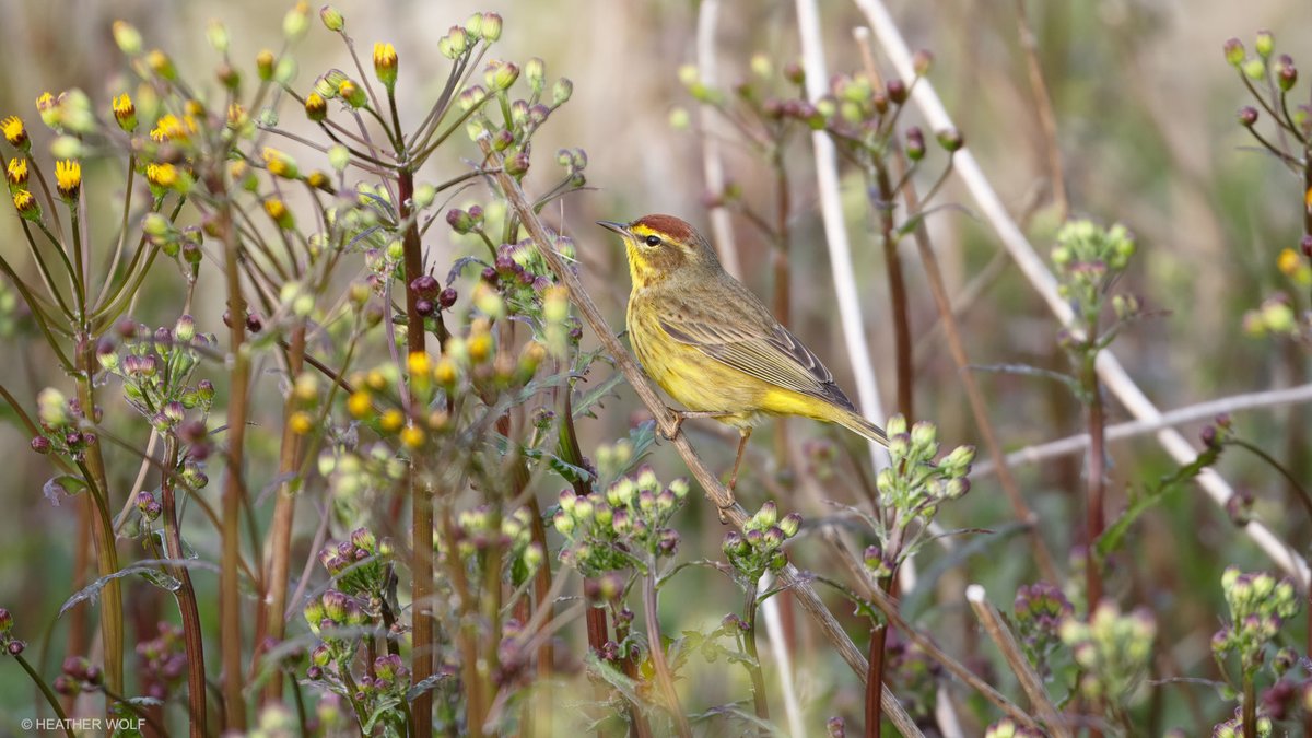 Happy Spring Migration! Here's a Palm Warbler at Brooklyn Bridge Park, Pier 6.