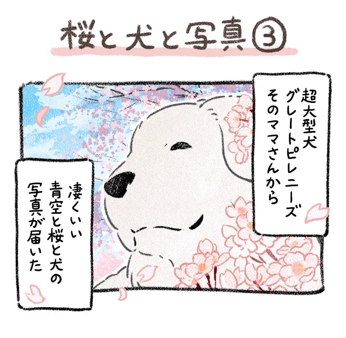 グレートピレニーズ編 3/3 