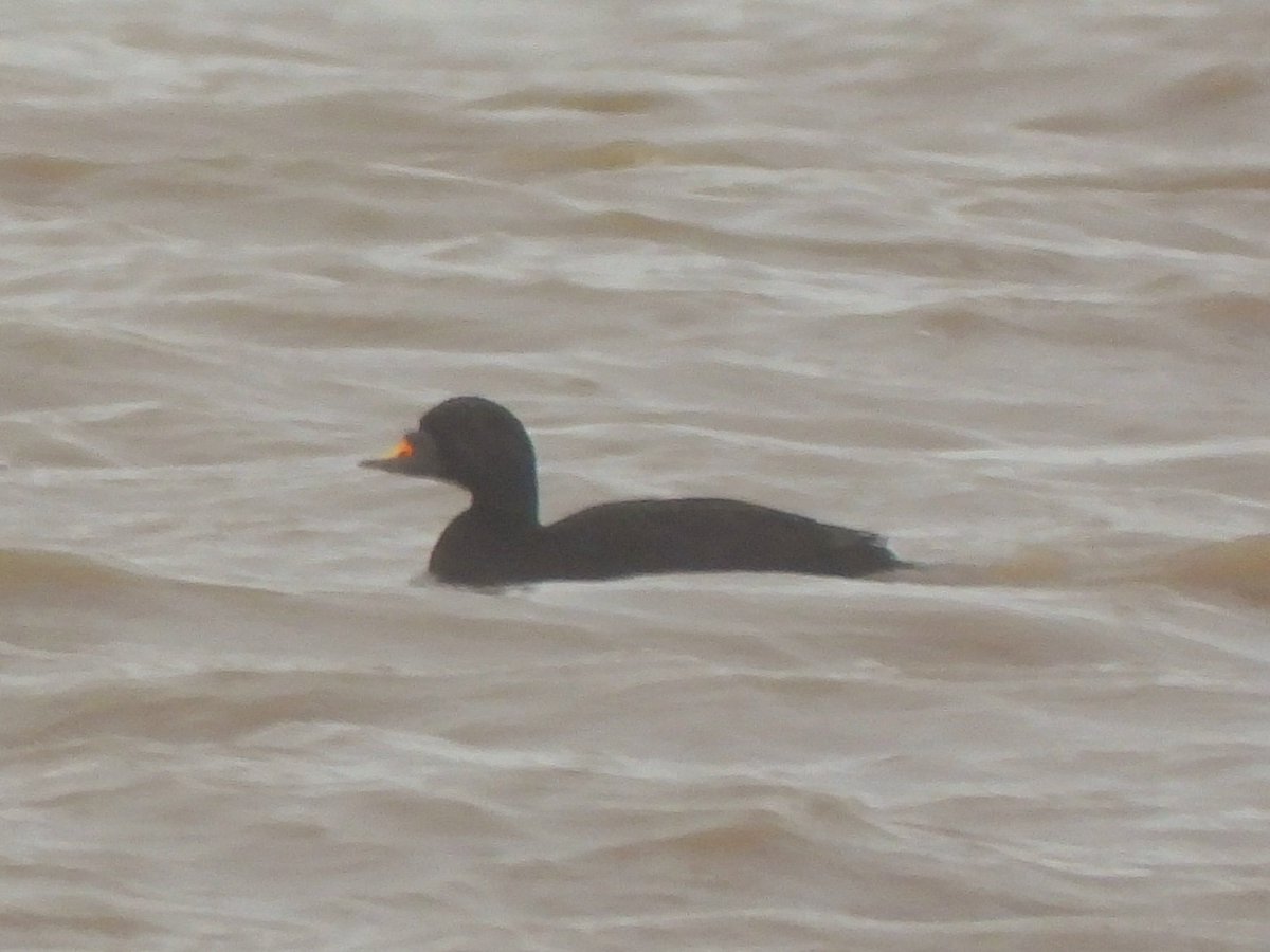 #GlosBirds A huge thankyou to @GlosterBirder for the heads up on the Common Scoter at Saul Warth this morning. A Life tick for me.