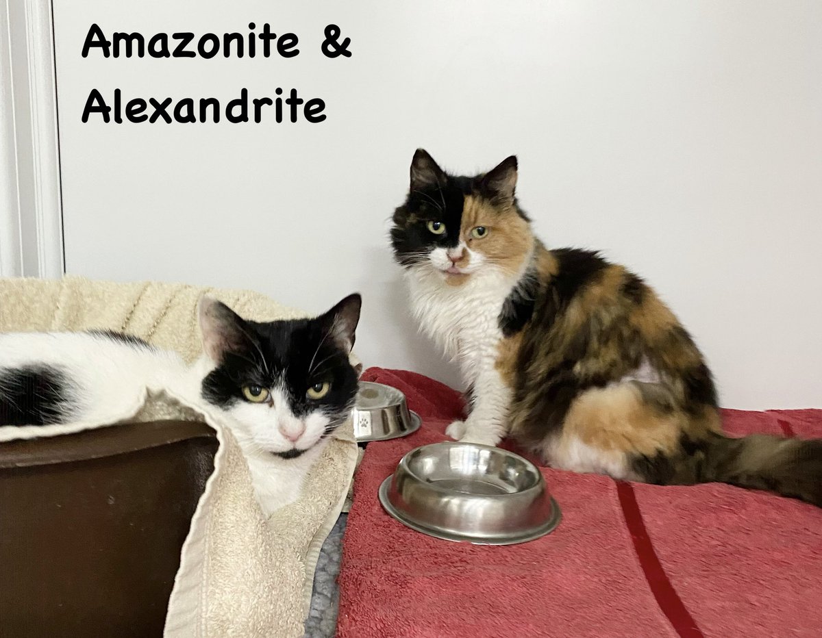 Some #happyhomings news this morning - Amazonite and Alexandrite, two of a large group we rescued, have found a new home together. Sending best wishes to them and their new family 😸 #adoptdontshop #whiskerswednesday