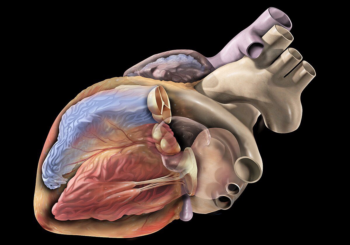 #Recerca
Un article liderat pel grup de recerca @physense_UPF proposa un nou model d’IA per precisar amb exactitud el lloc d’origen de les arrítmies ventriculars que es produeixen a la zona que uneix les cavitats internes del cor amb les principals artèries

👉…