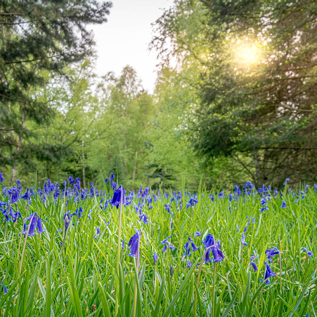 The riot of blue begins! 💙 Sweetly-scented, bell-shaped English #bluebells are popping up in almost every direction you look. 📷David Jenner photography