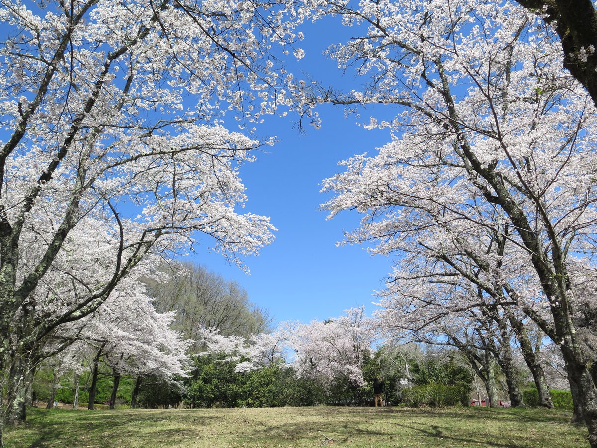 chichibumuse's tweet photo. 秩父ミューズパークの桜が満開になりました。  秩父ミューズパークには札所２３番付近から、南は南口周辺まで幅広く様々な桜が有ります。  #秩父ミューズパーク #桜 https://t.co/y4bYoI8MzD