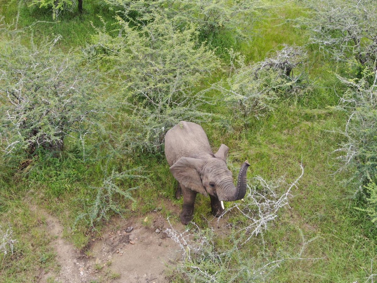 A #Mawana #elephant calf 🐘 will he be allowed to live his his life and share the planet 🌍 with humans?