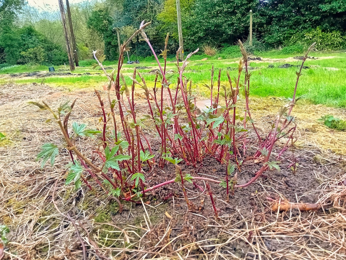 At least something is enjoying all the rain. The hop garden is coming to life again, with these Herkules bittering hops the first out of the ground, as always. #Ballykilcavan #Laois #IndependentBeer