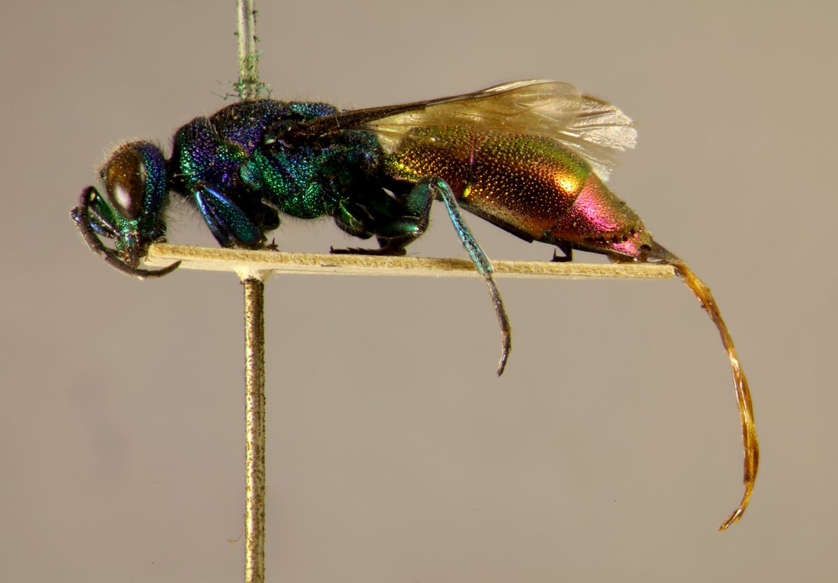 manu_bzd's tweet photo. Some pictures of Chrysididae from the collection of the @RennesUniv I took yesterday (Chrysis ignita &amp; Parnopes carnea)
@CollecURennes https://t.co/X8ZqiFjlp7