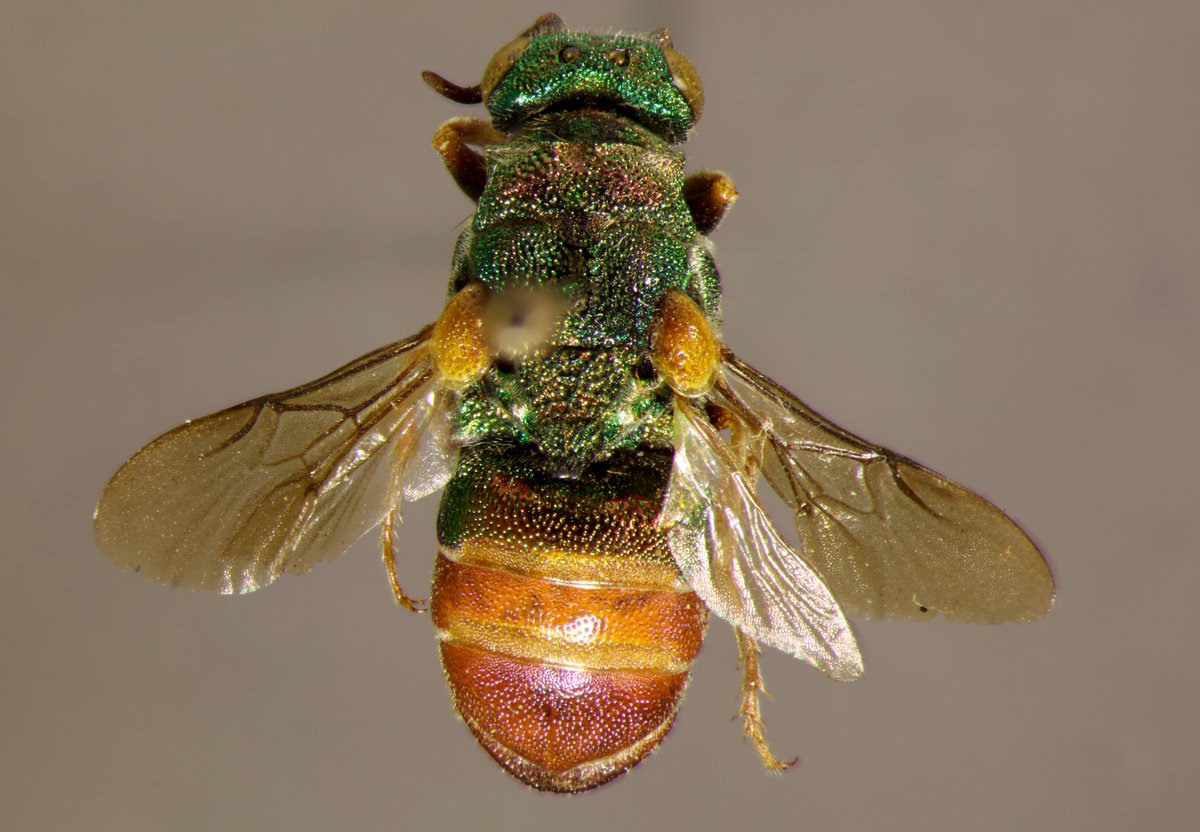 Manuel Brazidec (@manu_bzd) on Twitter photo Some pictures of Chrysididae from the collection of the <a href="/RennesUniv/">Université de Rennes</a> I took yesterday (Chrysis ignita & Parnopes carnea)
@CollecURennes Some pictures of Chrysididae from the collection of the <a href="/RennesUniv/">Université de Rennes</a> I took yesterday (Chrysis ignita & Parnopes carnea)
@CollecURennes