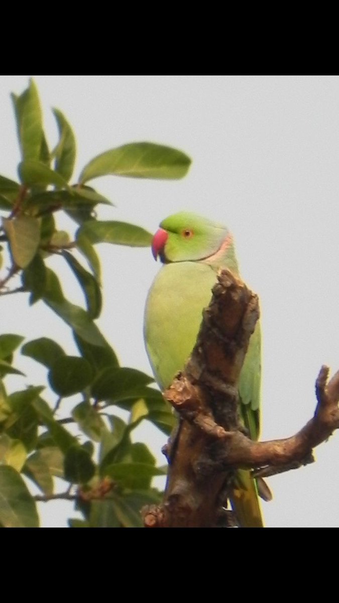 1/7 Does it matter what you think about non-native species? Yes! Ignoring people's perceptions can risk conflict and ineffective species control. We surveyed people's perceptions about the non-native Ring-Necked #Parakeet in the UK. Published article coming soon! #BOU2024 #BREAK2