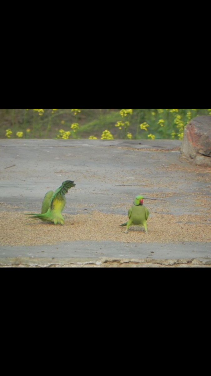 apb_birds's tweet photo. 2/7 The colourful #parakeet is an agricultural pest in India & attacks native species in Spain. Only anecdotal evidence exists of negative impacts in the UK. We ran a survey to understand people's awareness of, knowledge of and attitudes towards #Parakeets #BOU2024 #BREAK2 https://t.co/Kjv3YLPlXA