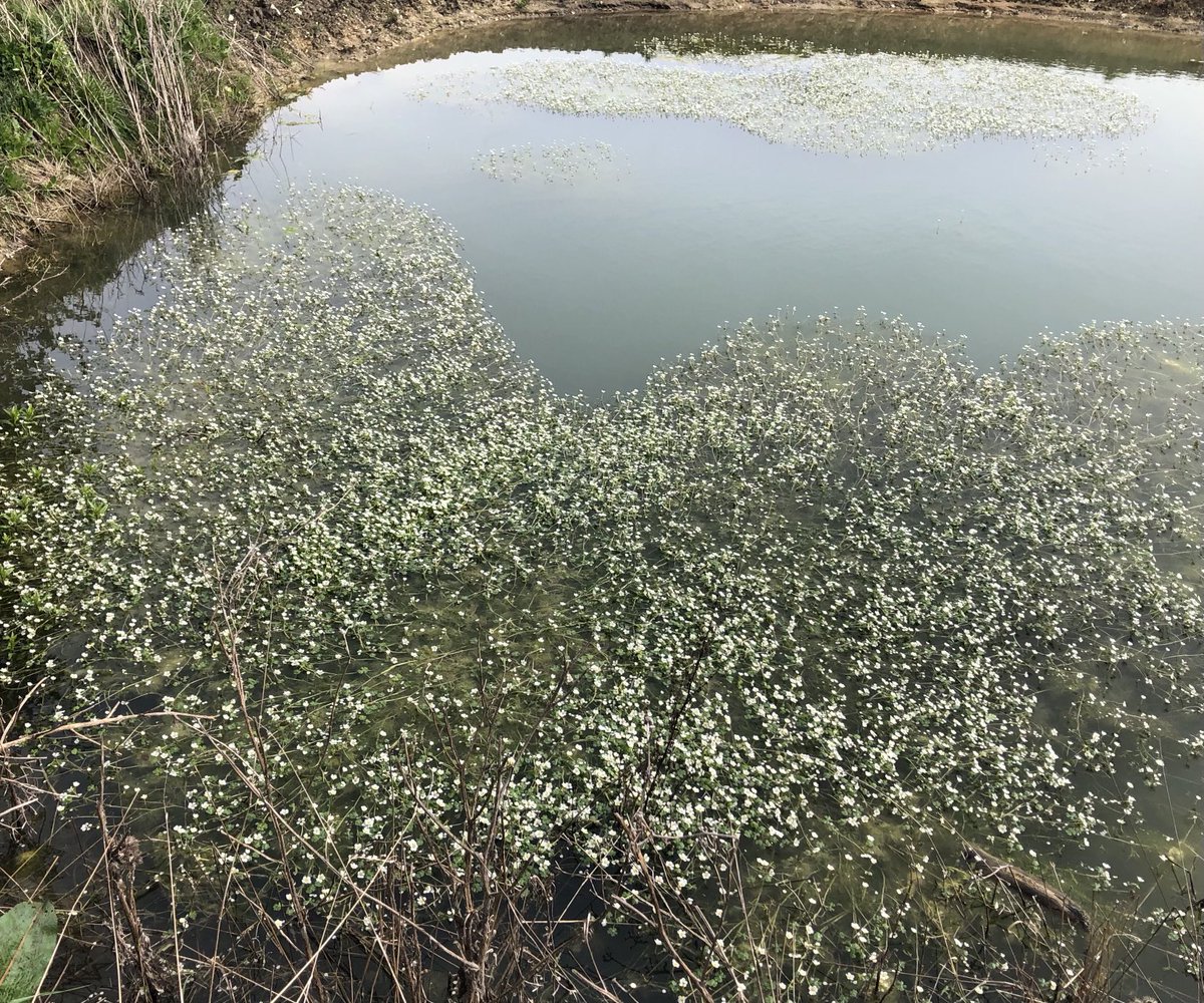 Water crowfoot in a ghost pond restoration. Really pleased to see as last year, it’s first back in the land of the living, this pond had little life. ⁦@carlsayerUCL⁩ ⁦@SWTWildFarms⁩ ⁦@NENorfolkSufflk⁩ ⁦@SuffolkBIS⁩ ⁦