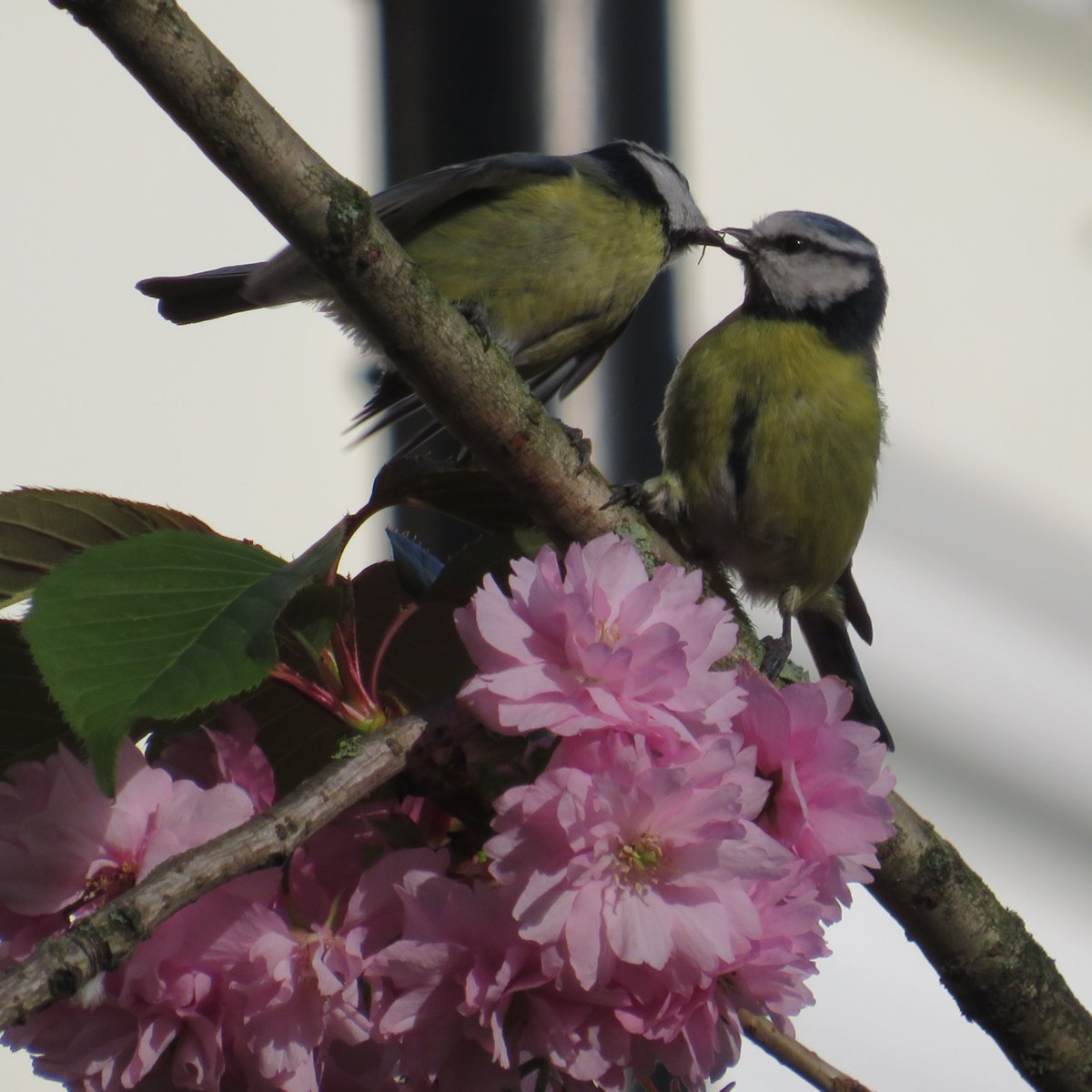 BirdlifeS's tweet photo. Oh yes, it's spring! #londonbirds #BirdsSeenIn2024 #BlueTits #LoveParks #ProtectParks #DefendNature https://t.co/cTJM66Xxbq