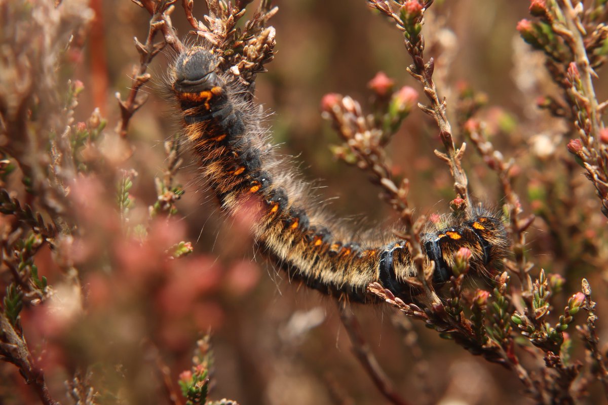 First #moth of my visit to Yorkshire - a lovely Oak Eggar #caterpillar! #entomology #insects #moths #mothsmatter