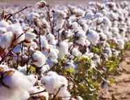 MoLAFWRD_Zim's tweet photo. Value addition continues to take centre stage across all the priority value  chains requiring rapid infrastructure acquisition for cotton ,wheat, soybeans and maize.
#AFSRTS https://t.co/twr5l4XyVB