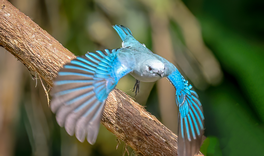 Blue-grey Tanager Takes Off. #CostaRica #birds #birding #birdphotography #TwitterNatureCommunity #NaturePhotography #naturelovers #photographers #BirdTwitter #birdwatching