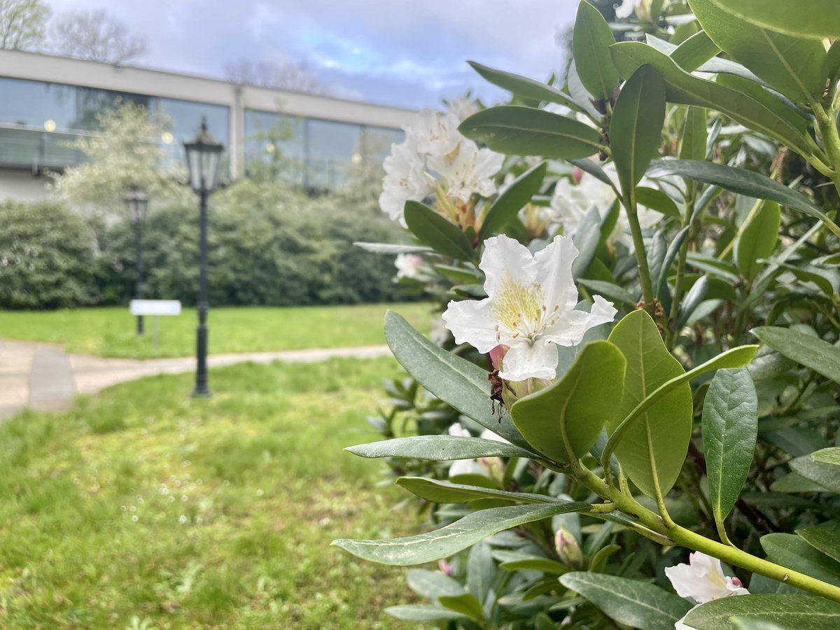 _KIP_Hilden's tweet photo. Die ersten Rhododendron-Blüten in diesem Jahr! https://t.co/JF6nlTruLj