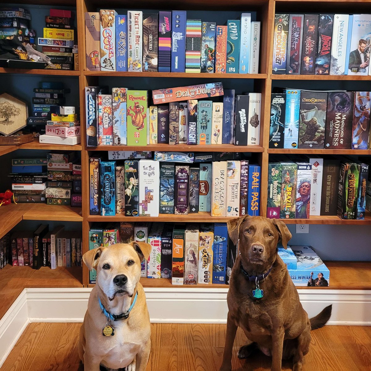 Happy National PET DAY! 

<a href="/CSADIN/">Caylie Sadin💗💜💙</a> sent us a picture of their doggoes and they are just the CUTEST!  

If you have pets at home, we would love to see them with your boardgames.
