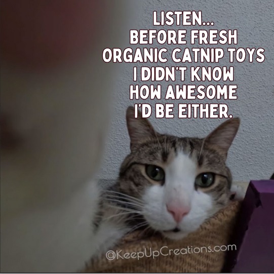 KpUpCreations's tweet image. Would some fresh organic catnip toys help you finish the week out awesome?  Keep going strong!  You can make it!  #Organic #CatnipToys #CatToys #YouAreAwesome #ThursdayMotivation #KeepGoing #YouCanMakeIt