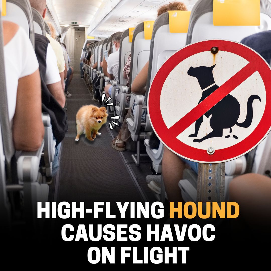 🐶 ✈️ The flight crew spent over two hours cleaning, but the aroma lingered on. Read more here 👉 bit.ly/3TMGEPQ