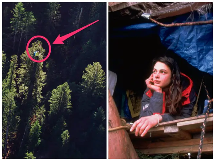 ElieMesso's tweet photo. I assume people have a lot of questions on how she survived living in a tree for so long. Here are the key elements:

* Living Platform: Julia lived on a small platform that was about 6 feet by 6 feet. This platform served as her living space, and it was secured to the tree high above the ground. It was rudimentary, but it was her home for more than two years.

* Basic Shelter: She had a tarp that protected her and her supplies from the rain and the elements. Given the height and exposure, weather conditions could be harsh, with strong winds, rain, and cold temperatures, especially during the winter months.

* Supplies and Sustenance: Food and water were supplied by a ground support team who used a system of ropes to haul these essentials up to her. Her diet was primarily organic and vegetarian, consisting of foods that were non-perishable and easy to transport up the tree.

* Waste Management: For waste management, Julia used a composting toilet system. This system was also hoisted up into the tree and required careful and sanitary handling to maintain hygiene and prevent any harm to the environment.

* Communication: She used a cell phone powered by solar panels to communicate with her support team and the media. This communication was crucial for coordinating supplies, raising awareness, and ensuring her safety.

* Personal Hygiene: Julia managed her hygiene with sponge baths, using minimal water and biodegradable soap. She had to be resourceful in maintaining personal cleanliness in such a confined and exposed living situation.
