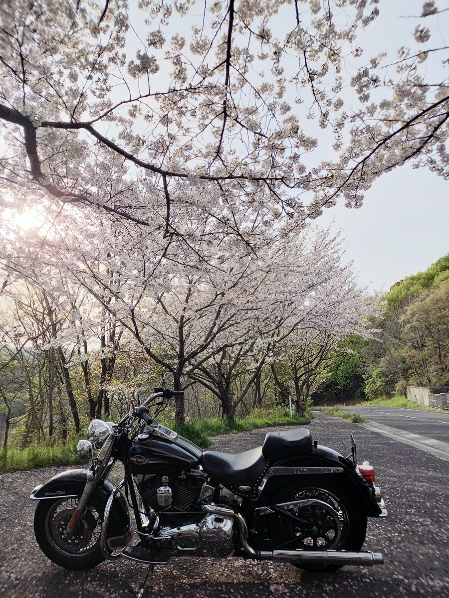 桜とバイクの写真を撮りにお気に入りポイントへ出掛けてマッスル！ 平日なので貸し切りッス！ ありがたいッス！