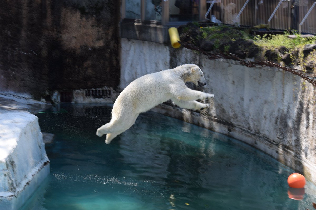 連写しないからこんな写真久々に撮れた！
空中のホウちゃん

2024/04/10 #天王寺動物園
#ホッキョクグマ　#ホウちゃん