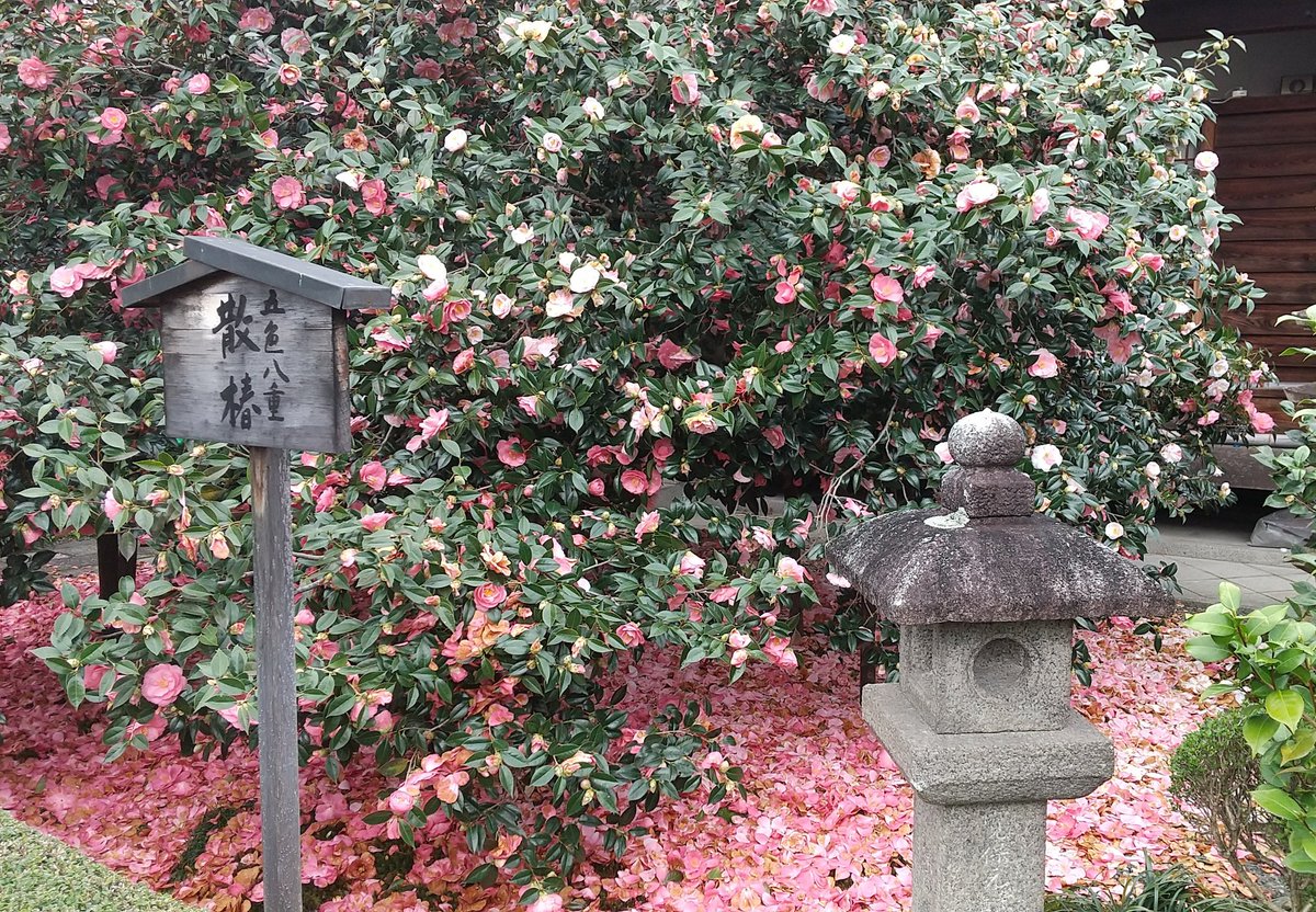 京都の椿寺こと地蔵院の五色八重散椿が見頃です。朝鮮戦役のおりに、加藤清正が朝鮮から持ち帰った椿で、五色に咲き散る椿なので五色八重散椿です。今の時期は桜も咲いていて、桜と椿のコラボが楽しめます。 #京都 #椿寺 #地蔵院 #五色八重散椿 #桜 #御朱印 #加藤清正 #豊臣秀吉