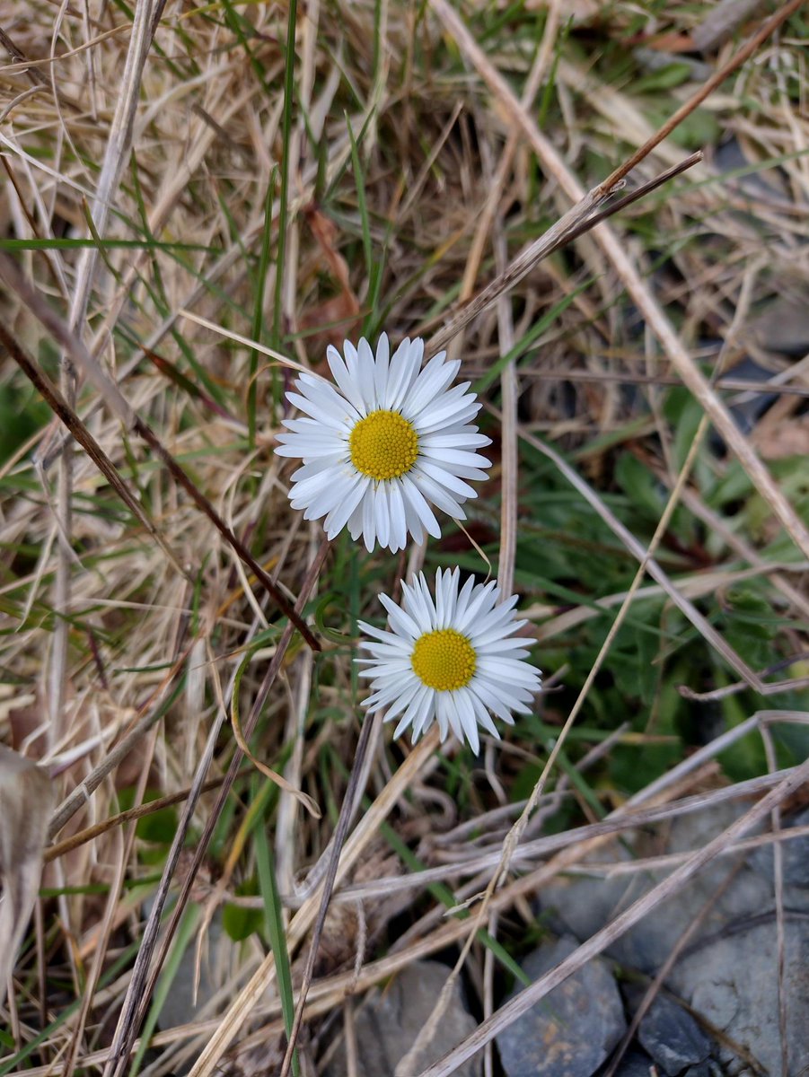 Species spot - Daisy, Bellis perennis. The true arrival of spring is subject to debate, but the Daisy was said to herald the change in season. When you could place your foot down & cover seven daisies this was said to mean spring had sprung. We love them for their simplicity.