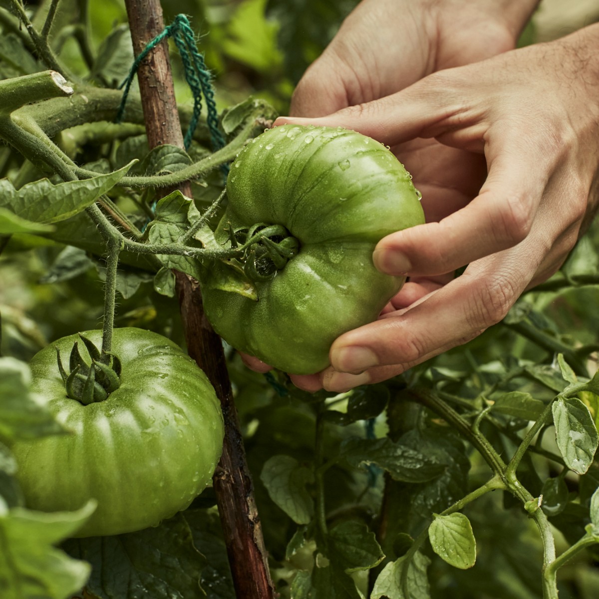 With so many flavours, sizes and colours to choose from, you'll never get bored growing your own tomatoes 🍅 Find 3 for £5 on 9cm varieties in-store or from £1.99: brnw.ch/21wIG4T