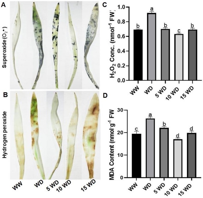 🎉 Exciting news! Check out the highly cited paper 'Green Synthesis of Iron Oxide (Hematite) Nanoparticles and Their Influence on Sorghum bicolor Growth under Drought Stress' 👉Link: brnw.ch/21wIG52 #drought #greensynthesis #nanoparticles