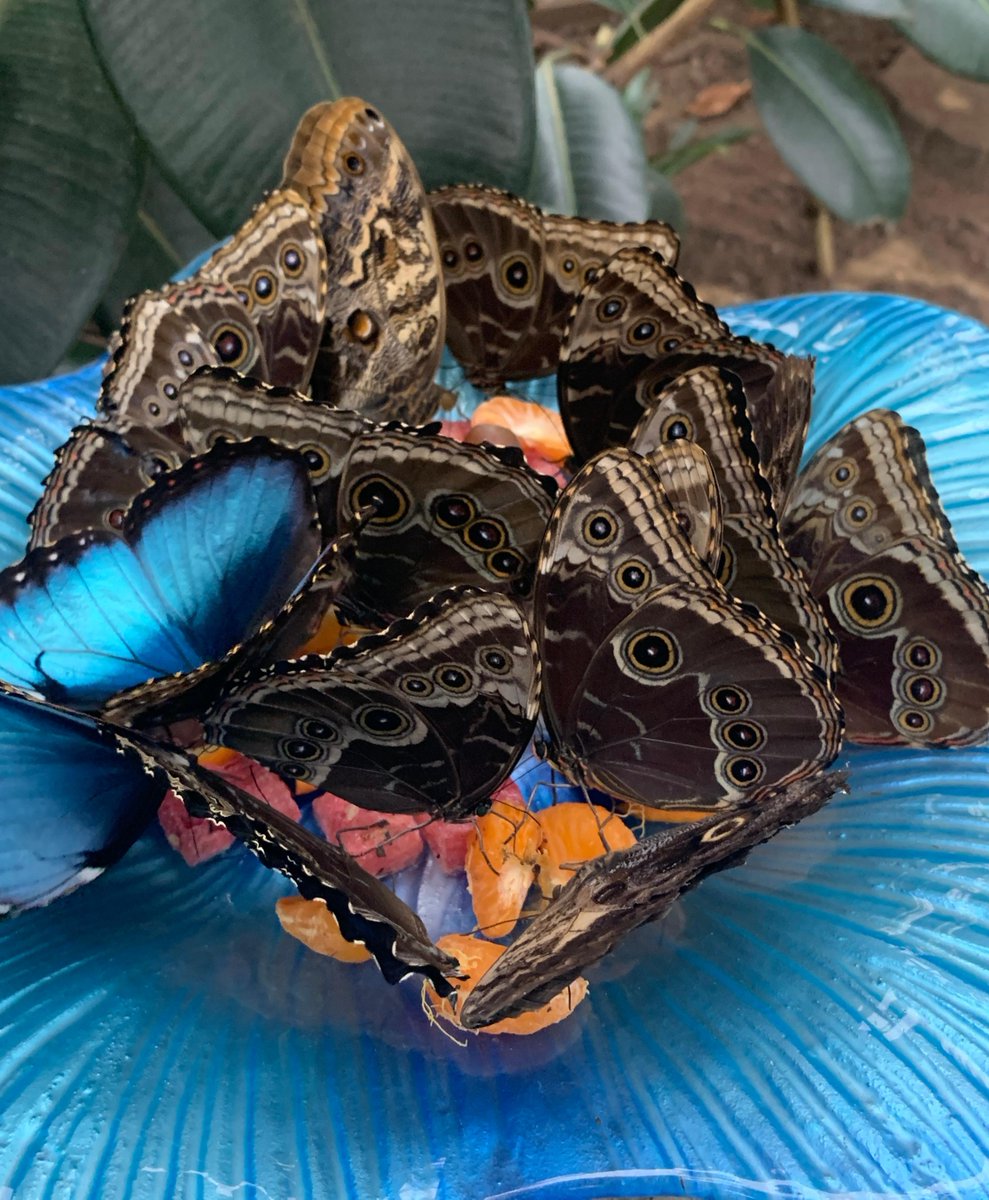 Wow...we counted 23 in this flutter🦋 enjoying breakfast! It's hard to miss these stunning Blue Morphos, fluttering around! They are hatching daily and it's amazing to witness them 🤗emerge. Drop by the hatchery - you may be in luck to see this in person! #thebutterflyhouse