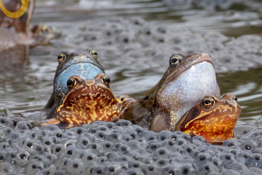 Nieuwe uitgave Schubben en Slijm #55 is uit, de gratis nieuwsbrief voor vrijwilligers van RAVON. In dit nr artikelen over o.a. boomkikker, kamsalamander, grote modderkruiper, ringslang en veel meer! 🐸🐍🦎🐟🐠Lees verder: ravon.nl/Portals/2/Best…