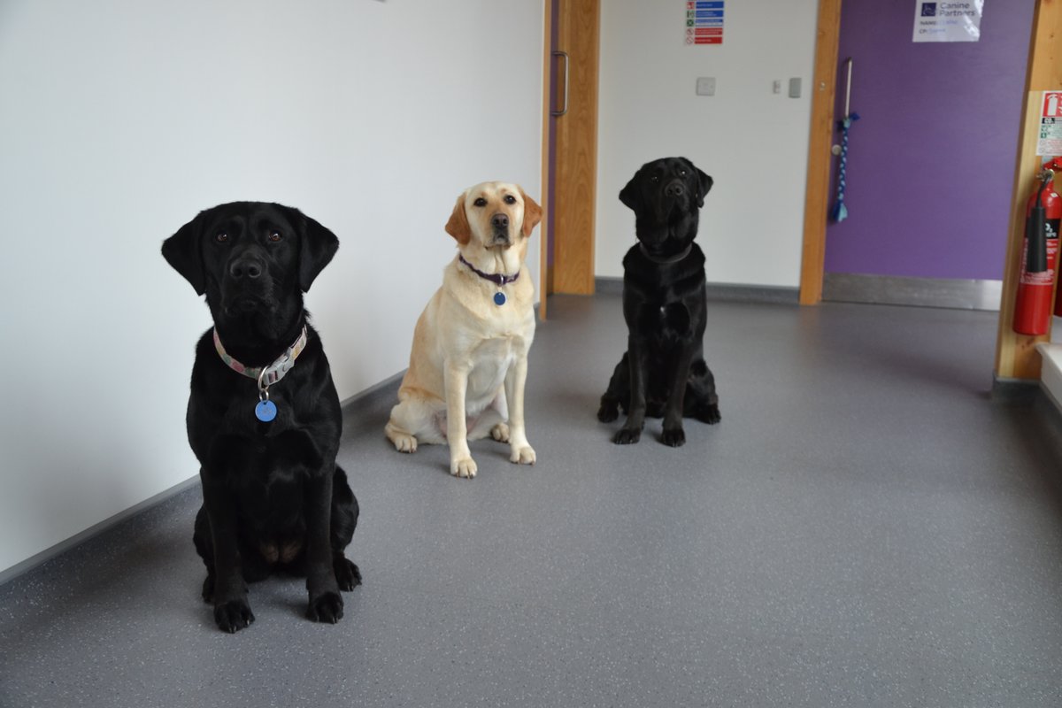 There is always one with their eyes shut in a family photo 🙄 It’s #NationalSiblingsDay and here at Canine Partners we currently have some extra special siblings in training! 1st photo L-R: Mambo, Cecil, Bert and Noah 2nd photo L-R: Swift, Sophie and Chase