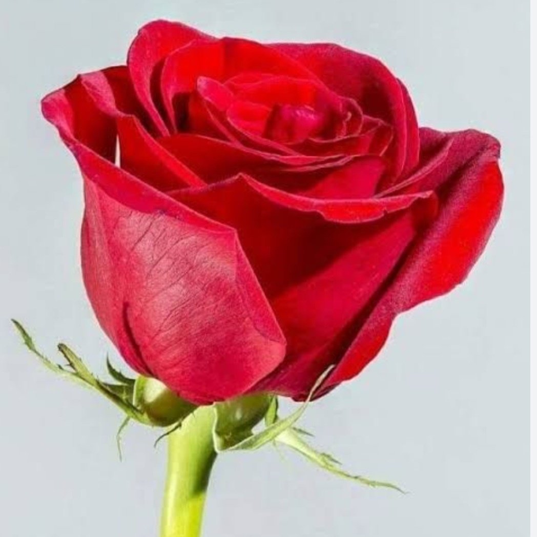 sobhe_amer's tweet photo. #NewProfilePic https://t.co/Tl2dWvLx01