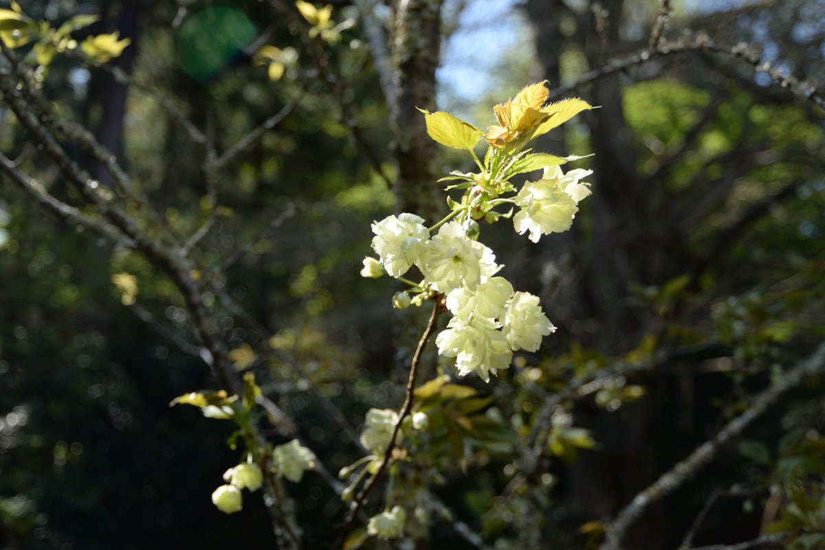 #日本遺産 の構成文化財である #妙本寺。
カイドウは見納め、木々の緑が鮮やかになってきています。祖師堂に向かって右手に佇む緑がかった淡い黄色の桜が見頃になっています。
昨年お寺の方から #御衣黄（ごいこう、ぎょいこう）という品種だと伺いました。　
4月10日撮影