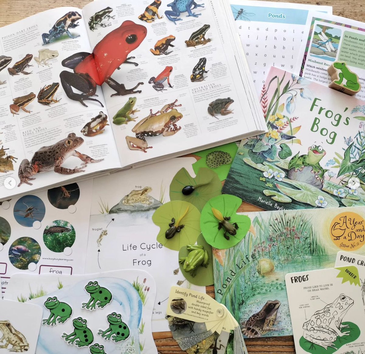 Thank you Busy Busy Learning for including Frog's Bog in your amphibianTASTIC collection of frog books 🐸 #frogsbog #frogs #kidlit #AuthorsOfTwitter #graffeg
