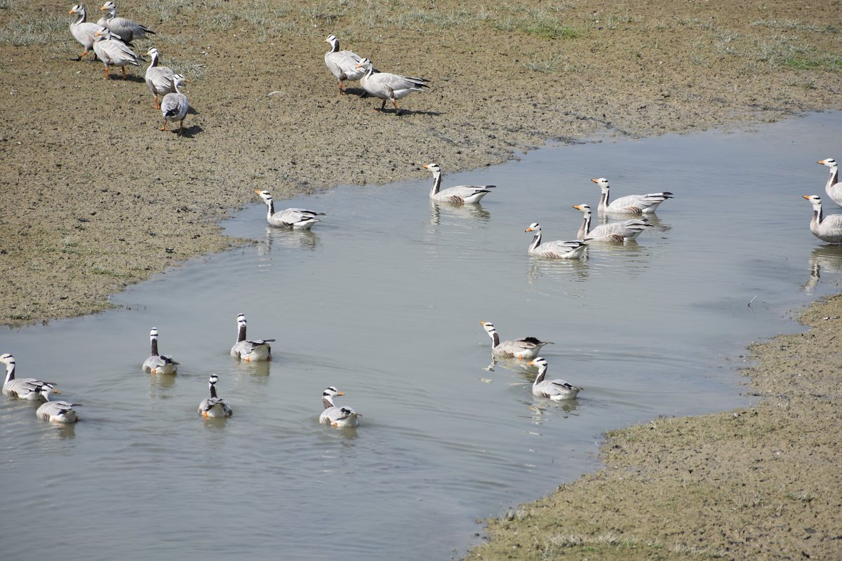 As we celebrate #EarthMonth, let's remember that wetlands are among the most productive ecosystems on the planet. They provide habitat for diverse species, support fisheries, and store carbon, helping combat climate change. #WetlandWednesdays